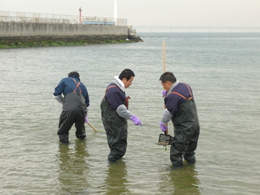衛生部会：貝毒の数値を測定するために、大阪湾で貝を採取しています。
